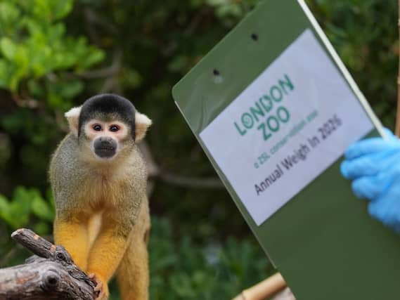 ZSL London Zoo annual weigh-in