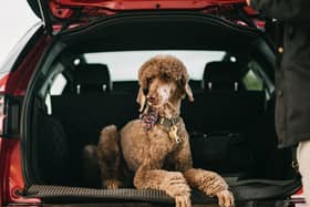 Dog in car