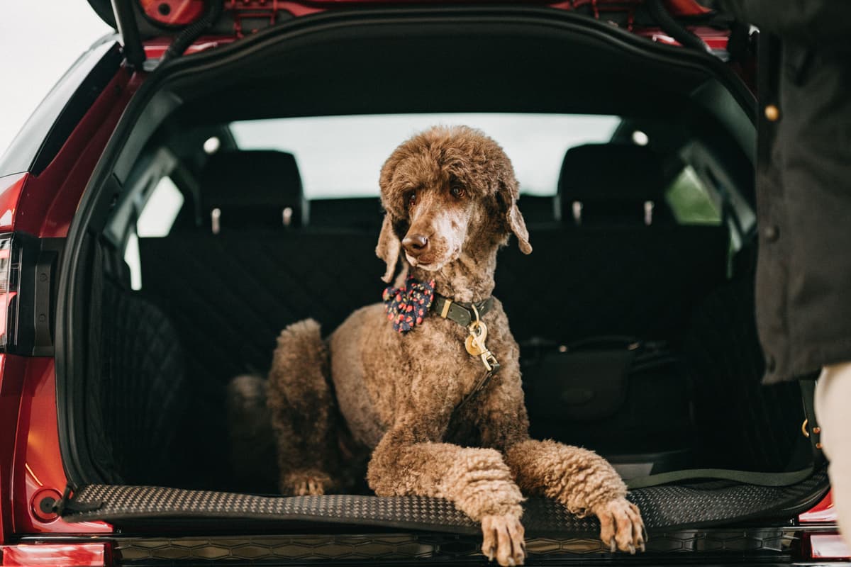 These are the best cars for four-legged friends on International Dog Day