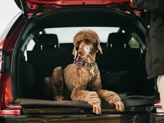 Dog in car