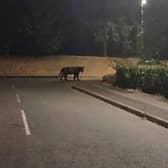 The photo shared by Clare Hodges which she claims she took near her home