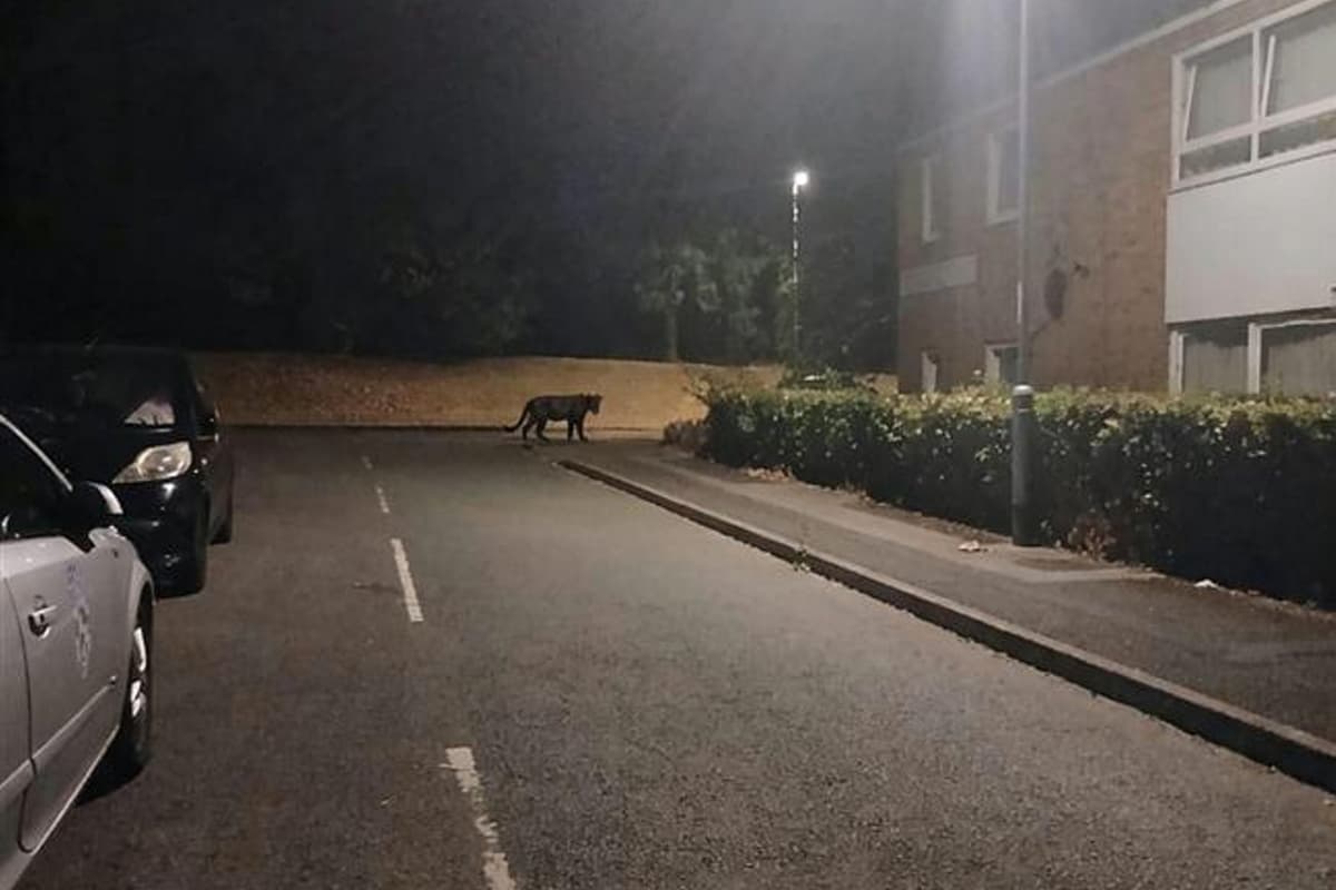 'Terrified' Midlands mum claims to snap picture of panther prowling ...