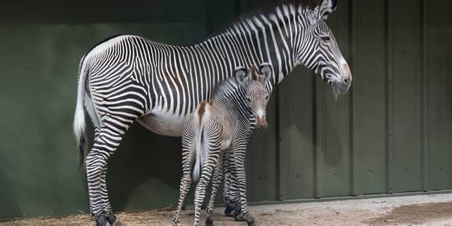 Onbe of the new arrivals (WMSP)