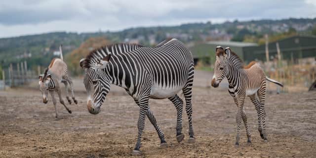 The new arrivals (WMSP)
