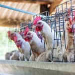 Enforcement action taken against unauthorised poultry sheds near Penybont 
