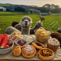 Afternoon Tea & Walk with Alpacas - Charnwood Forest