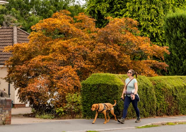 Trees are showing signs of stress due to exceptional heat and drought, causing them to shut down parts of their canopy early.