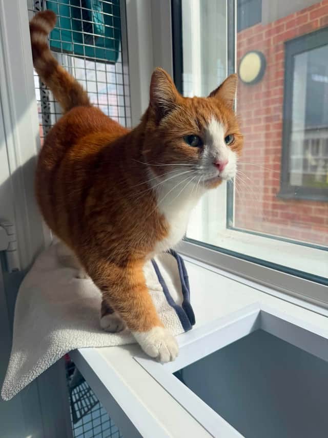 Lord Beans III