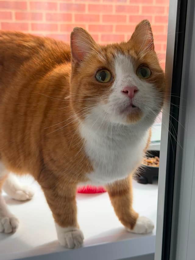 Lord Beans III