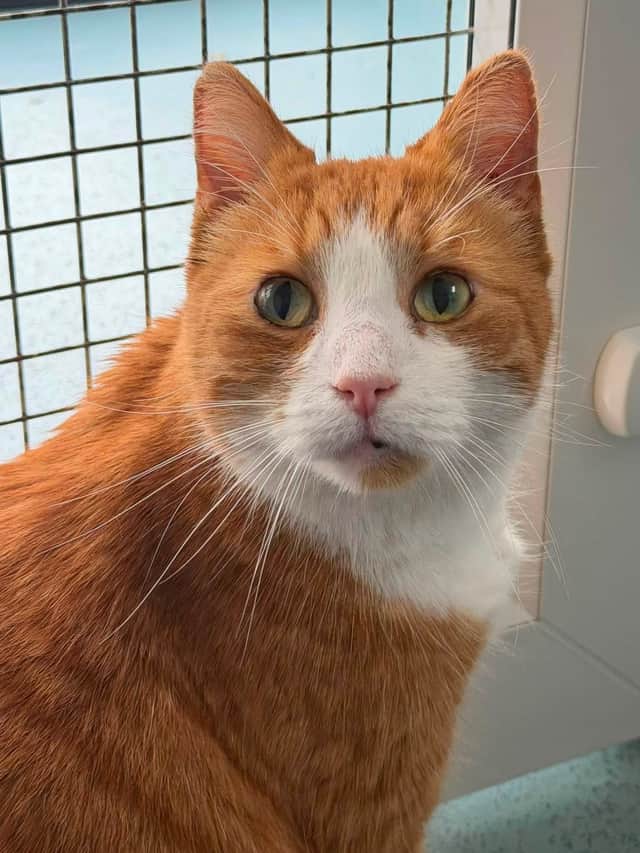 Lord Beans III