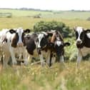 The search is on to find an exceptional individual who has made a lasting impact on the Welsh dairy industry