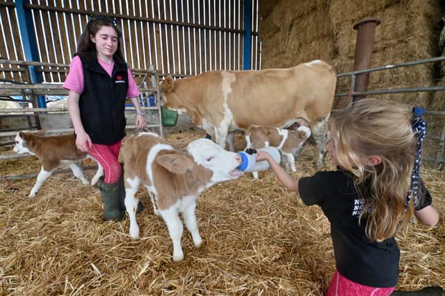 Lucky Lady keeps the calves fed but the Edges help out