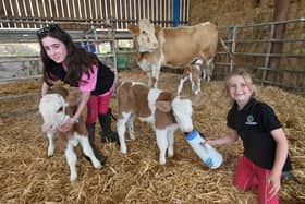 Pic at Charmwood Farm, Shrewsbury, of some Simmental pure blood cows, and mom: Lucky Lady has given birth to triplets: Tia Tilly and Tiffany, very rare to have triplets. Pictured with them are the young farmers that help look after them: Sophie 13 and Bethany 7  Edge.