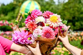 Sophie Johnson in amongst the stunning Flora Fields, pick your own blooms, at Webbs in Wychbold which is open until October with more than 5,000 dahlias ready to pick with over 65 different varieties