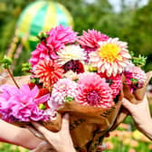 Sophie Johnson in amongst the stunning Flora Fields, pick your own blooms, at Webbs in Wychbold which is open until October with more than 5,000 dahlias ready to pick with over 65 different varieties