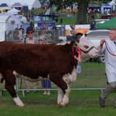 Winning first prize was Bosbury 1 Laurel GT, a 19 month old  Hereford heifer in calf led in the ring by Matthew Gray and bred by Sarah Hawkins from Bosbury. They also had a bull to show too. 