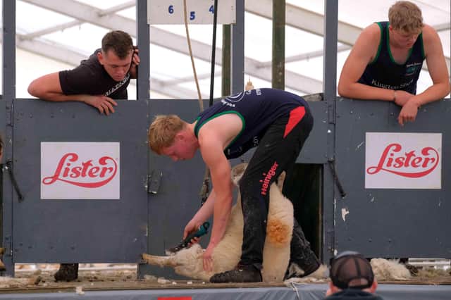 Sheep shearer Harry Jones from Walton near Presteigne in action in the intermediate first heat at Kington Show.