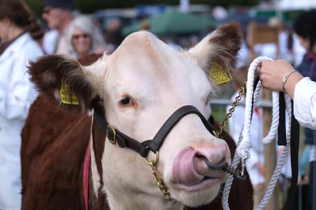 A lip licking competition ahead! A big favourite at Kington Show – the Hereford cattle, always a large crowd watching them being judged.
