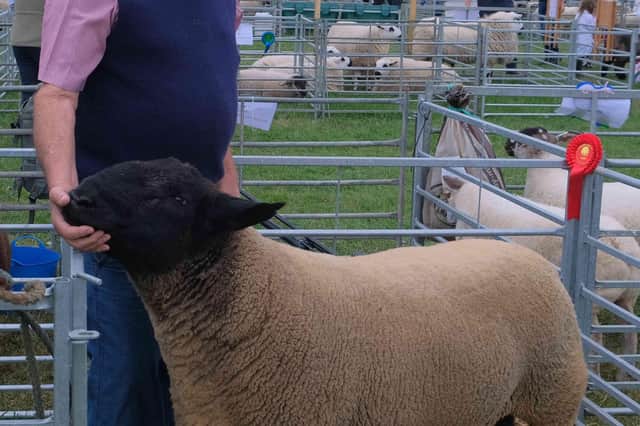 Phillip Williams of the Woodlands at Kingswood near Kington with his two year-old ram which won first prize and was named champion in the any other native English Lowland breed category.
