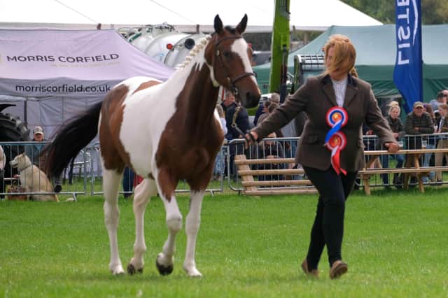 The Champion in the Coloured Horse category being shown as part of the Champion of Champions Show.