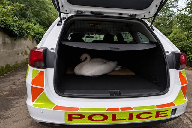 Officers said the swan was ‘probably the most well-behaved passenger they had all week’