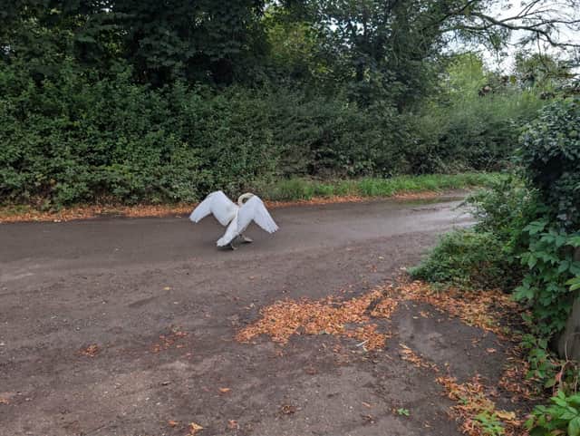 Shifnal and Albrighton PCSOs came across the large swan standing squarely in the middle of the carriageway