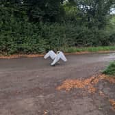 Shifnal and Albrighton PCSOs came across the large swan standing squarely in the middle of the carriageway