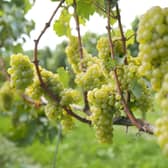 Nyetimber’s vineyard in Amberley