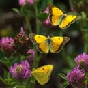 Composite image depicts Clouded Yellow Butterfly in flight at Venus Pool nature reserve near Shrewsbury
