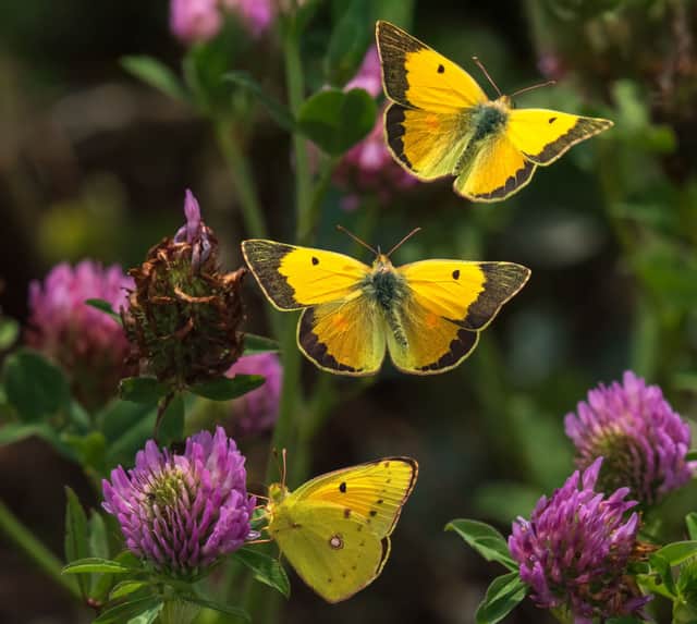 Composite image depicts Clouded Yellow Butterfly in flight at Venus Pool nature reserve near Shrewsbury