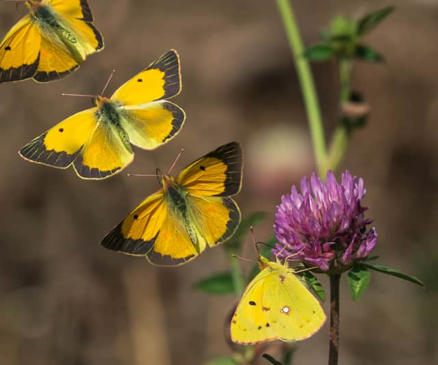 Composite image depicts Clouded Yellow Butterfly in flight at Venus Pool nature reserve near Shrewsbury