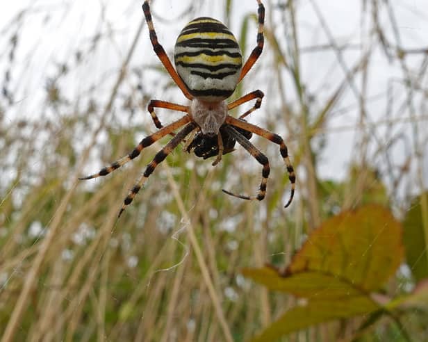 Wendy Carter captured this incredible shot of a wasp spider in Worcestershire