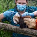  Red Panda Health Check 