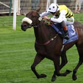 Arapaho Gold in action at York