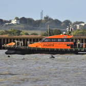 Pod of dolphins sighted swimming in the River Thames near Gravesend, Kent, 