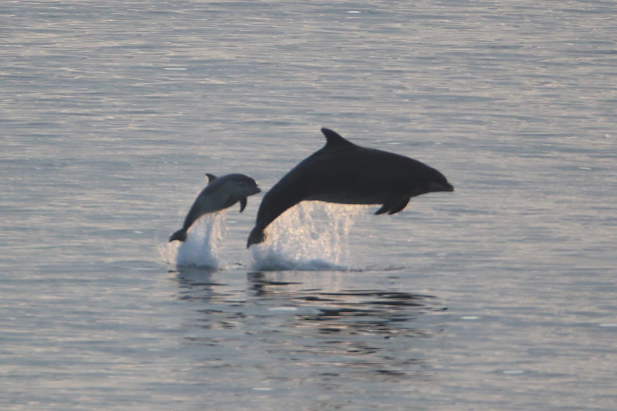 Man charged in connection with disturbance of pod of dolphins
