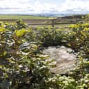 A close-up of new shoots at the Sycamore Gap stump three years after it was felled illegally
