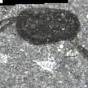 The fossil of Ffabach peryglus - the complete animal, with grasping limbs at the left.