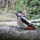 A young greater spotted woodpecker taps at the window of Peter Steggles’ home in Rushbury. 