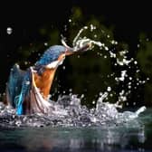 A wildlife fan has captured incredible scenes of a female kingfisher diving for food. Martin Goff photographed the bird as it swooped from its perch at a Shropshire lake on Wednesday 