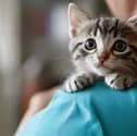 Picture of a vet with a kitten. From Pixabay.