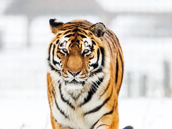The scene at Yorkshire Wildlife Park which has been evacuated and closed due to an ongoing emergency incident - with a huge police and paramedic presence at the site. Charley Atkins / SWNS