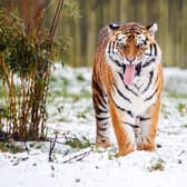 The incident took place inside the Amur tiger enclosure at the park (PA/Danny Lawson)