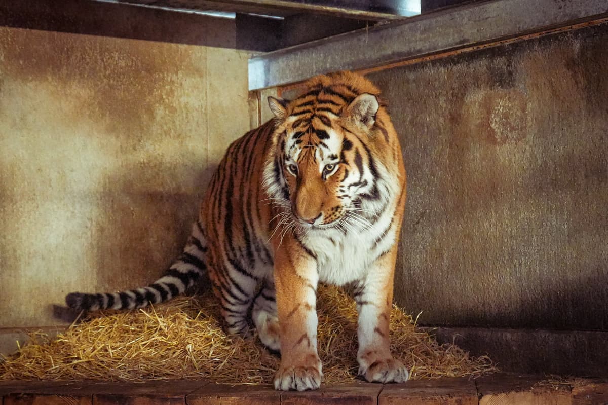 Der Wildlife Park gibt eine Erklärung zur möglichen Einschläferung eines ...