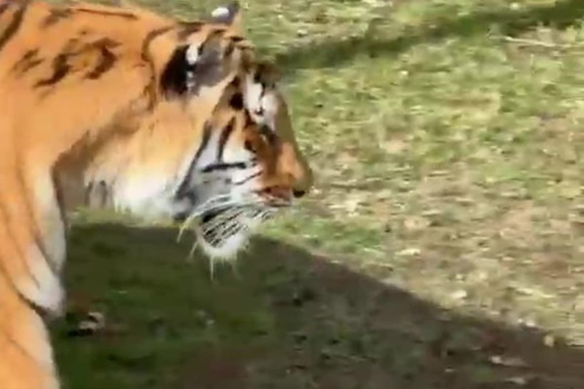 Police reveal what happened to tiger after fatal attack at major UK ...