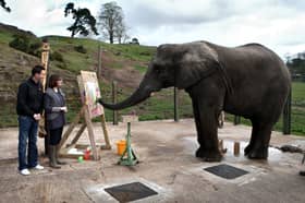 An elephant named ‘Five’, aged 13, paints a portrait of Lottie and Adam Smith at the West Midlands Safari Park in a picture from April 2009 . Five arrived at the park as an orphan from South Africa
when she was around six years old and is one of a group of elephants popular with visitors.
