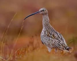 Endanger bird, the Curlew. 