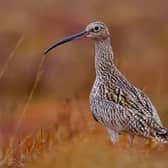 Endanger bird, the Curlew. 