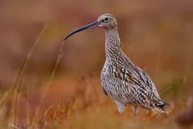 Endanger bird, the Curlew. 