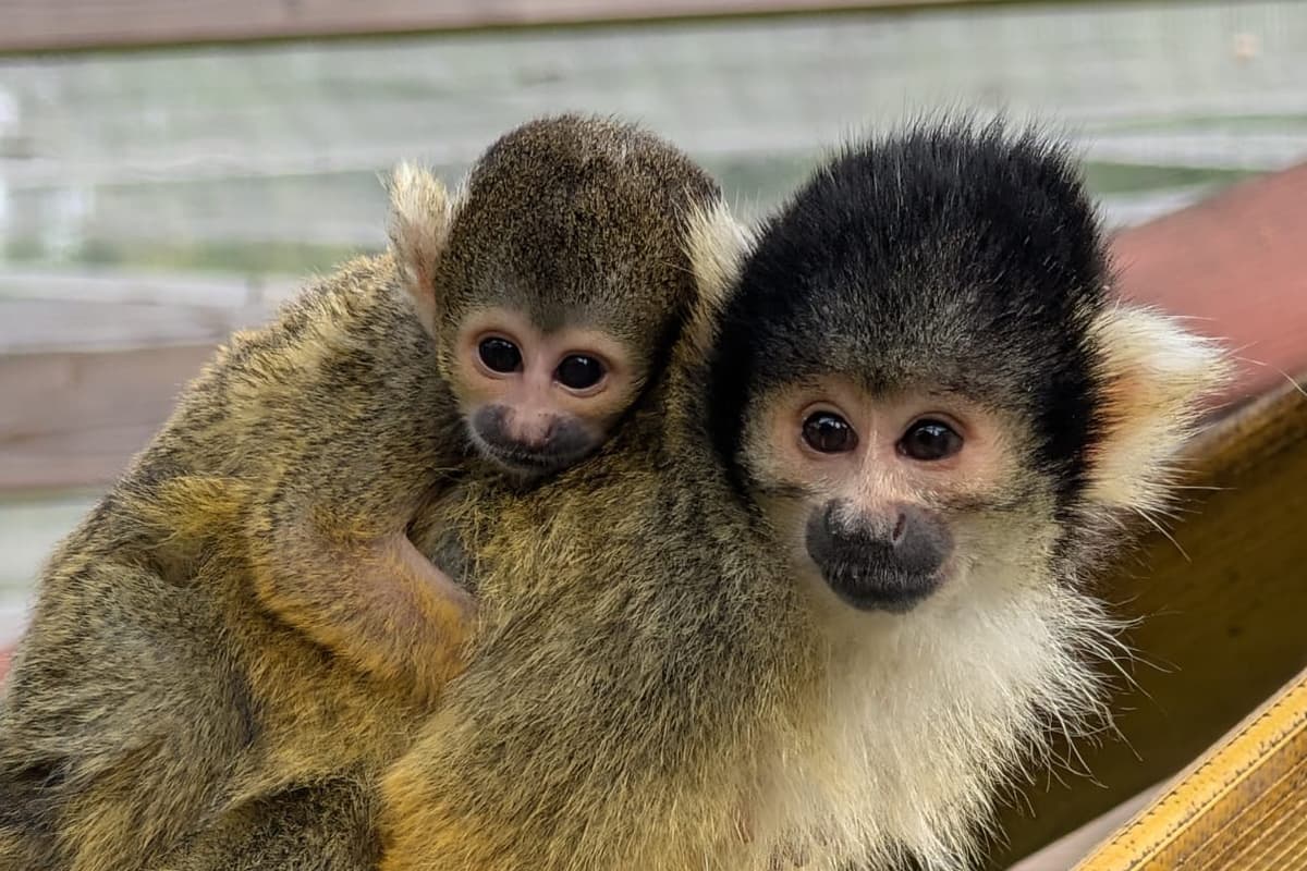 See the delightful new baby monkey born at a Shropshire zoo